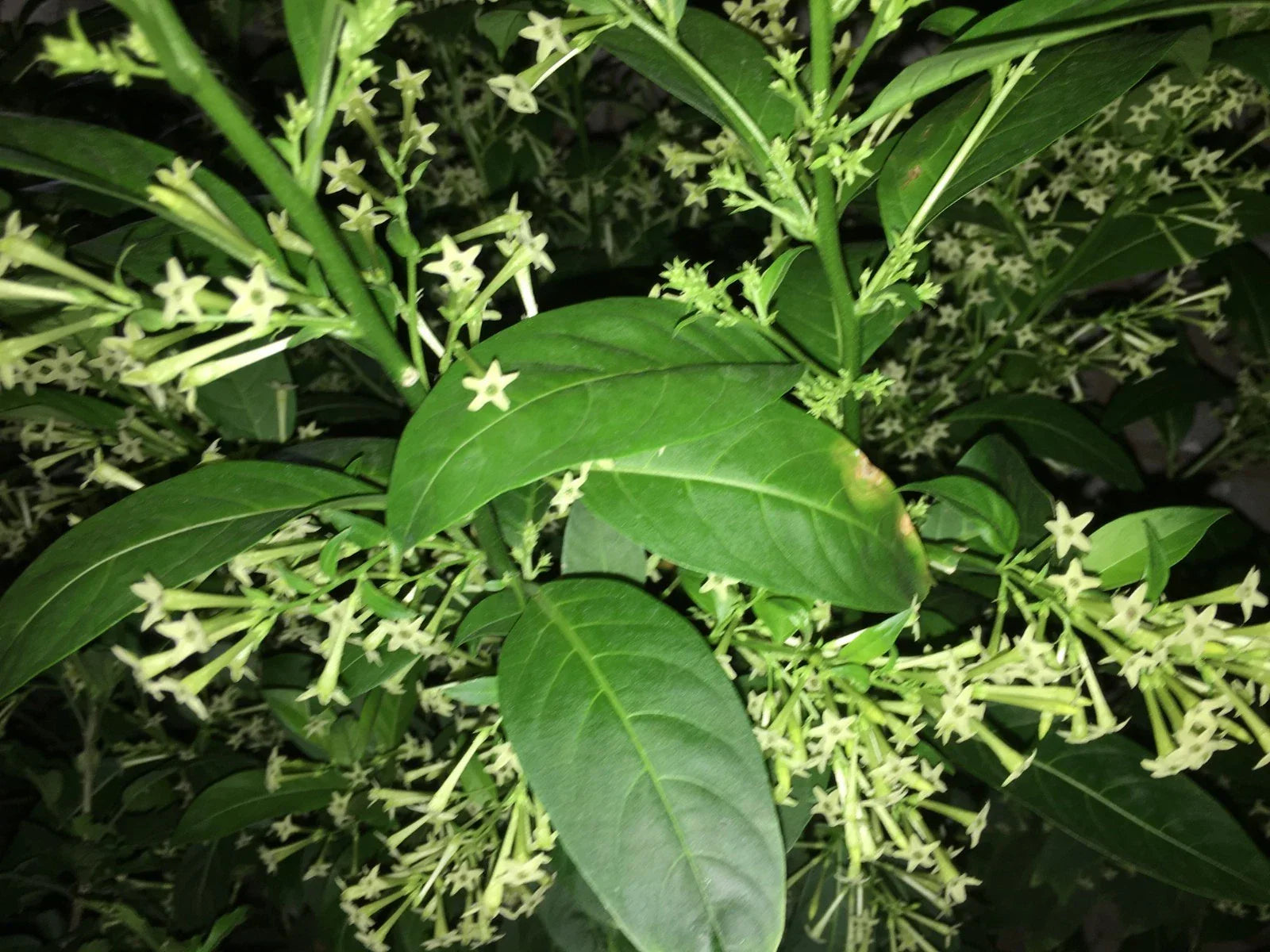 Night Blooming Jasmine Plant in 5" Pot, Cestrum nocturnum, Fragrant Tropical Flowering Plant, Indoor or Garden