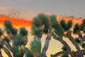 Joshua Tree Bonsai Seeds - 10 Pack Yucca brevifolia for Indoor Outdoor Growth