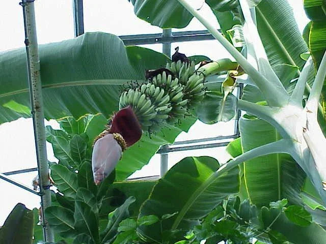 Musa 'Gran Nain' Banana Tree Live Plant – Tropical Fruit Plant for Indoor & Outdoor Gardening