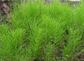 Horsetail Shavegrass Plants - Edible Herb Bareroot, Equisetum arvense, Native Perennial, 5 Pack