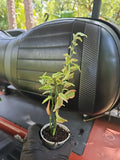 Variegated Devil’s Backbone Plant 2.5" Pot Euphorbia tithymaloides Zigzag Growth Indoor Outdoor