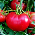 Organic Bradley Bush Tomato Seeds - Compact, Non-GMO, Solanum lycopersicum, Container Gardening, 50+ Seeds
