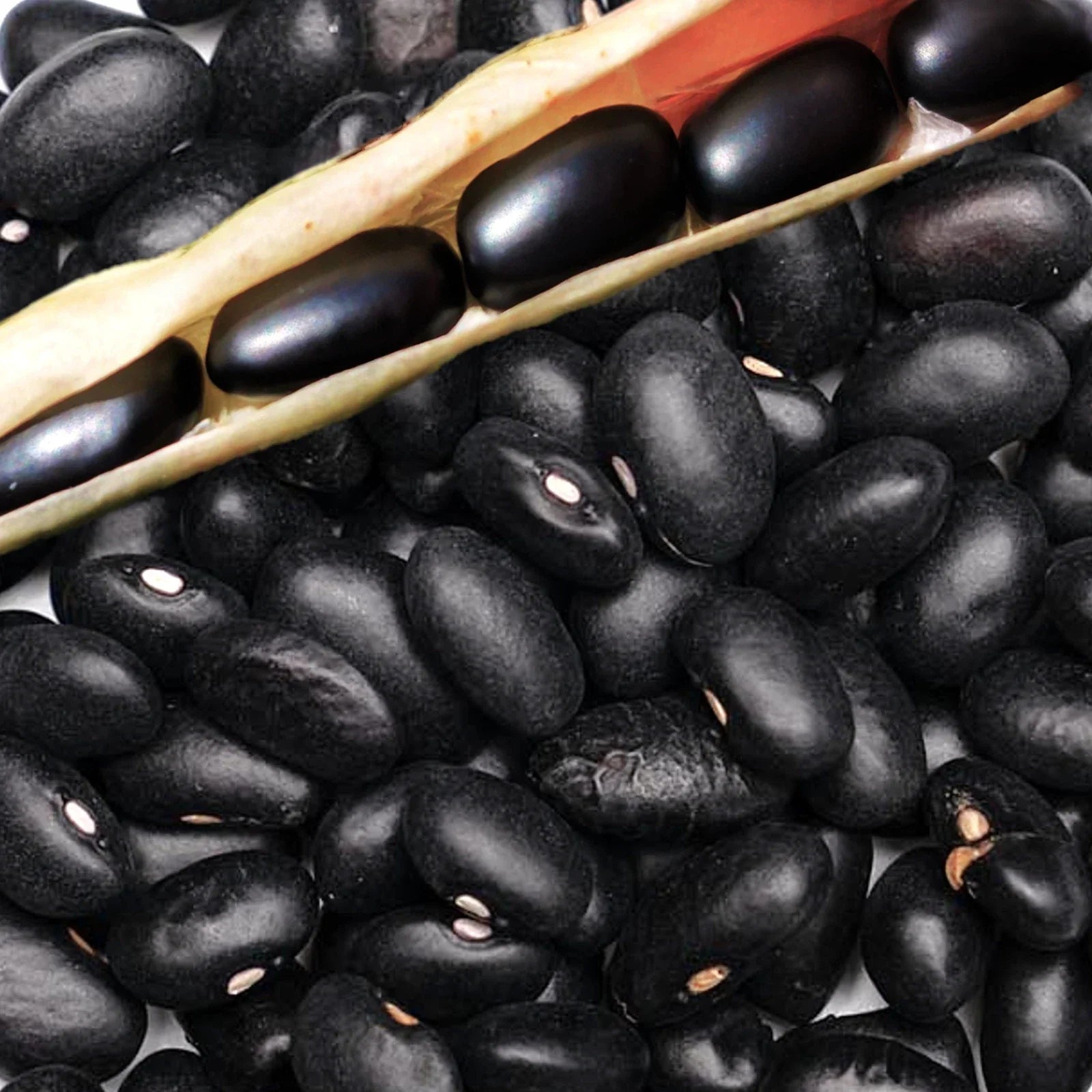 Black Bean Seeds for Planting | Mexican Frijoles Black Turtle | Phaseolus vulgaris | Non-GMO, High Germination