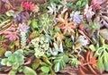 Large Succulent Cuttings – 50 Varieties, 2+ lbs – Assorted Succulents for Gardening and Decoration
