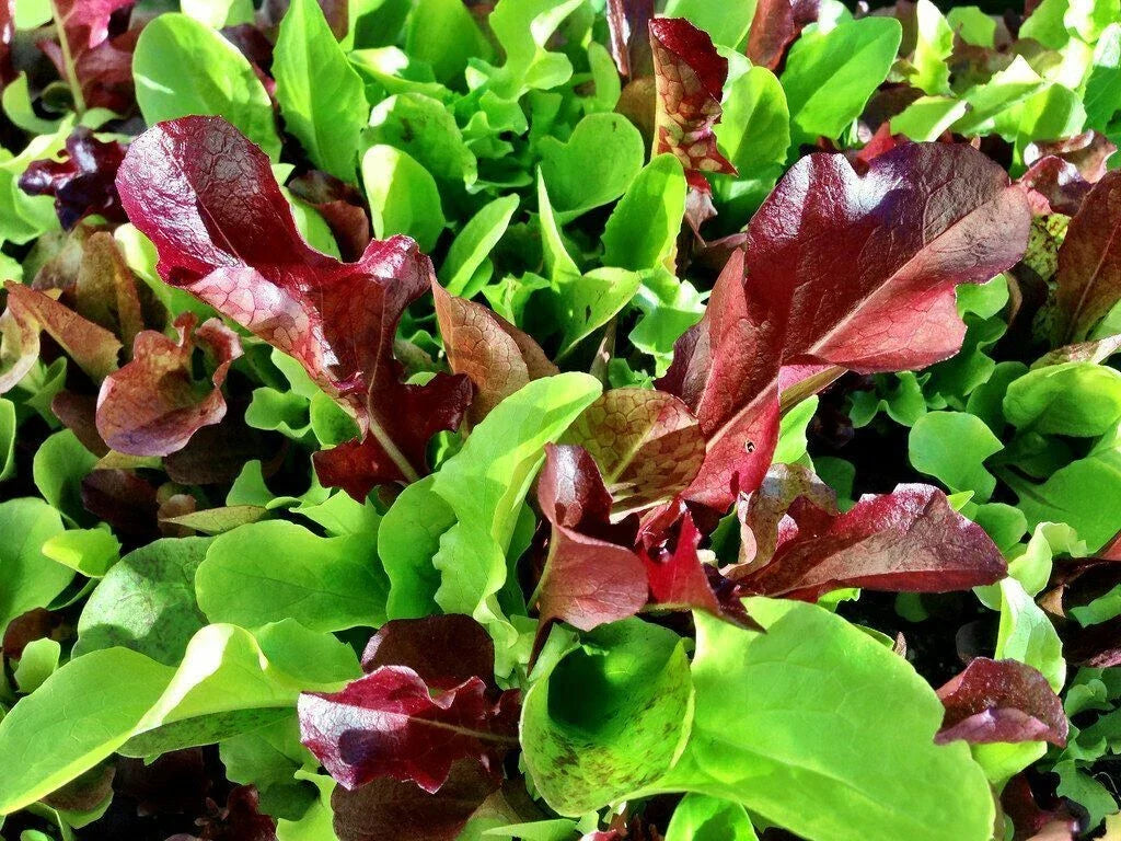 Mesclun Mix Seeds 500+ | Salad Greens Mix with Lettuce, Mustard, Tatsoi, Mizuna, Kale, Arugula | Non-GMO, Easy to Grow
