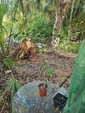Gonatopus boivinii Plant in 4" Pot, Giraffe's Knees Tuberous Aroid, Unique Foliage, Indoor Outdoor, Exotic Houseplant