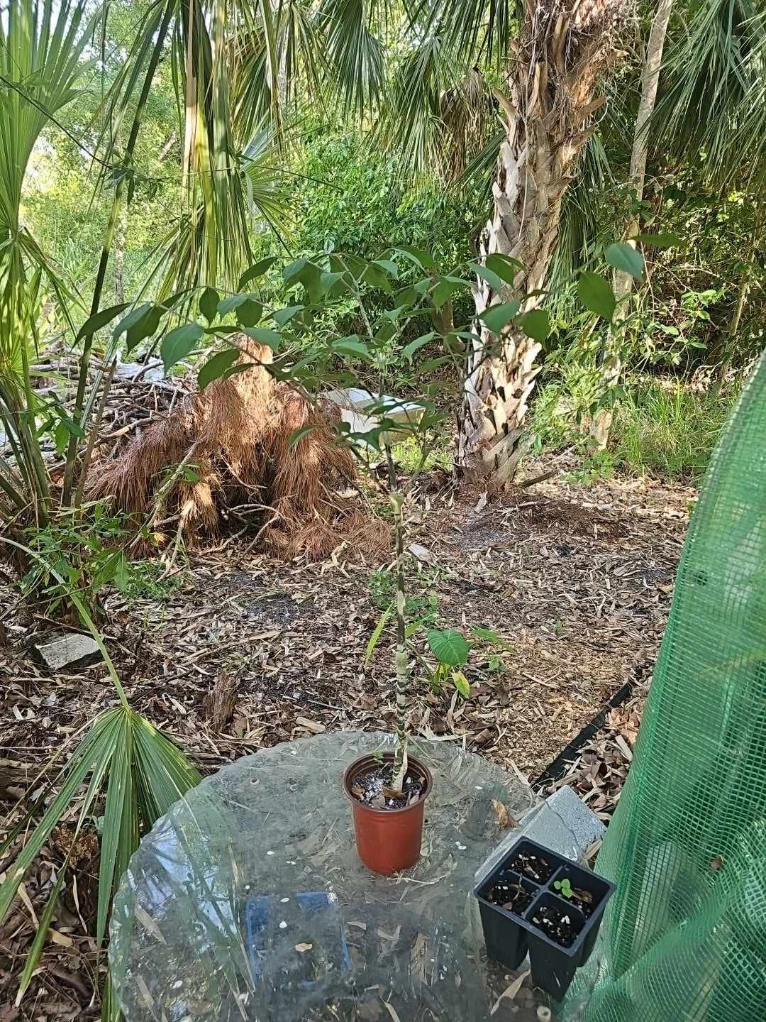 Gonatopus boivinii Plant in 4" Pot, Giraffe's Knees Tuberous Aroid, Unique Foliage, Indoor Outdoor, Exotic Houseplant