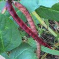 Red Ripper Cowpea Seeds - Small Mexican Red Beans - Vigna unguiculata - Drought-Resistant, Compact, Edible Beans for 2025 Planting