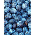 Dwarf Italian Plum Tree Bare Root – Prunus domestica – Compact, Self-Pollinating, Juicy Purple Fruit