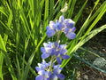 Lupine Seeds 15 Pack - Sky Blue Flowers - Lupinus polyphyllus - Perennial Garden Seeds