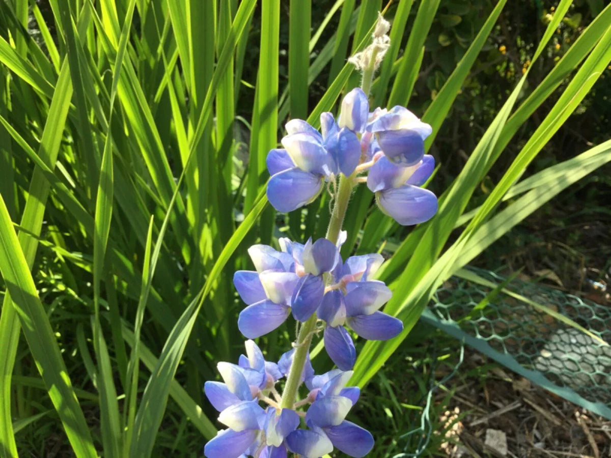 Lupine Seeds 15 Pack - Sky Blue Flowers - Lupinus polyphyllus - Perennial Garden Seeds