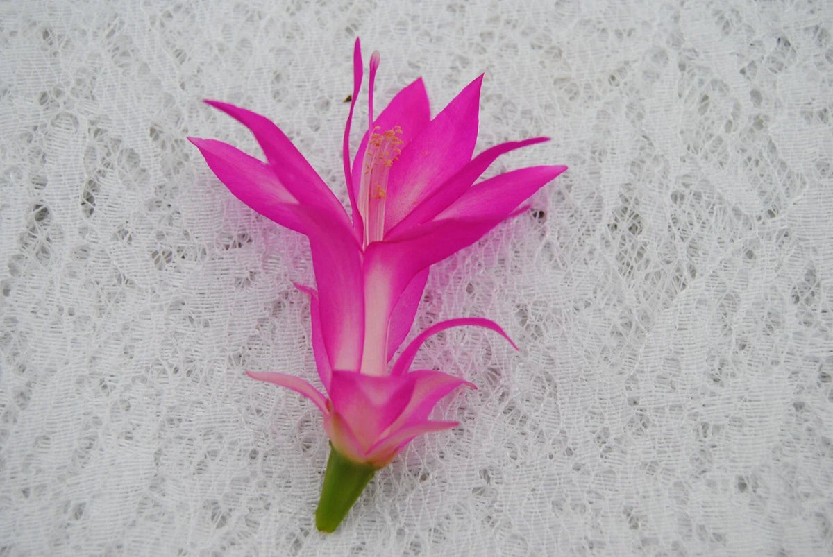 Christmas Cactus Starter Plant - Holiday Splendor Schlumbergera truncata - Well-Rooted Indoor Plant for Holiday Decor