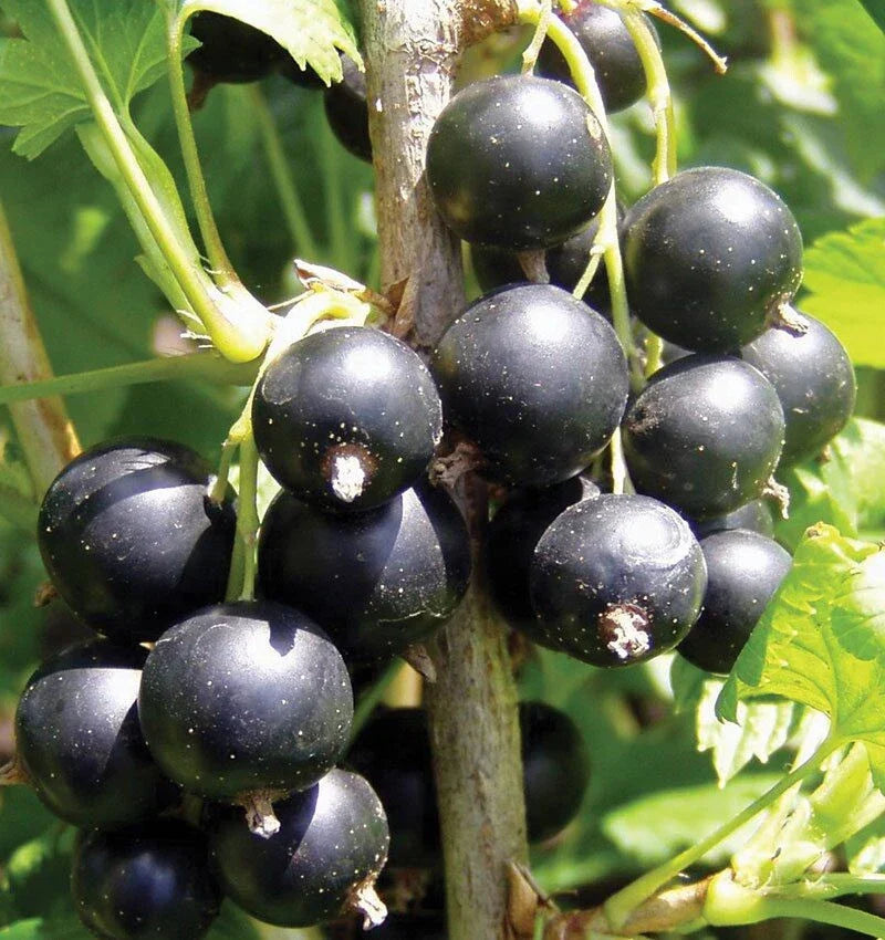Black Currant Live Plant - Bareroot 1-2 Years Old, Ribes nigrum, Fruit-bearing, Hardy, Full Sun to Partial Shade