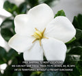 Gardenia Plant 2-Year-Old | Highly Fragrant White Flowers | Gardenia Jasminoides 'Kleim's Hardy' | Compact, Evergreen