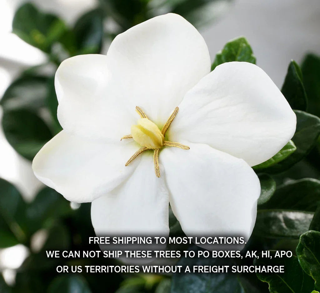Gardenia Plant 2-Year-Old | Highly Fragrant White Flowers | Gardenia Jasminoides 'Kleim's Hardy' | Compact, Evergreen