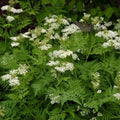Anise Seeds 1000 Non-GMO Pimpinella anisum Culinary Herb for Cooking & Gardening