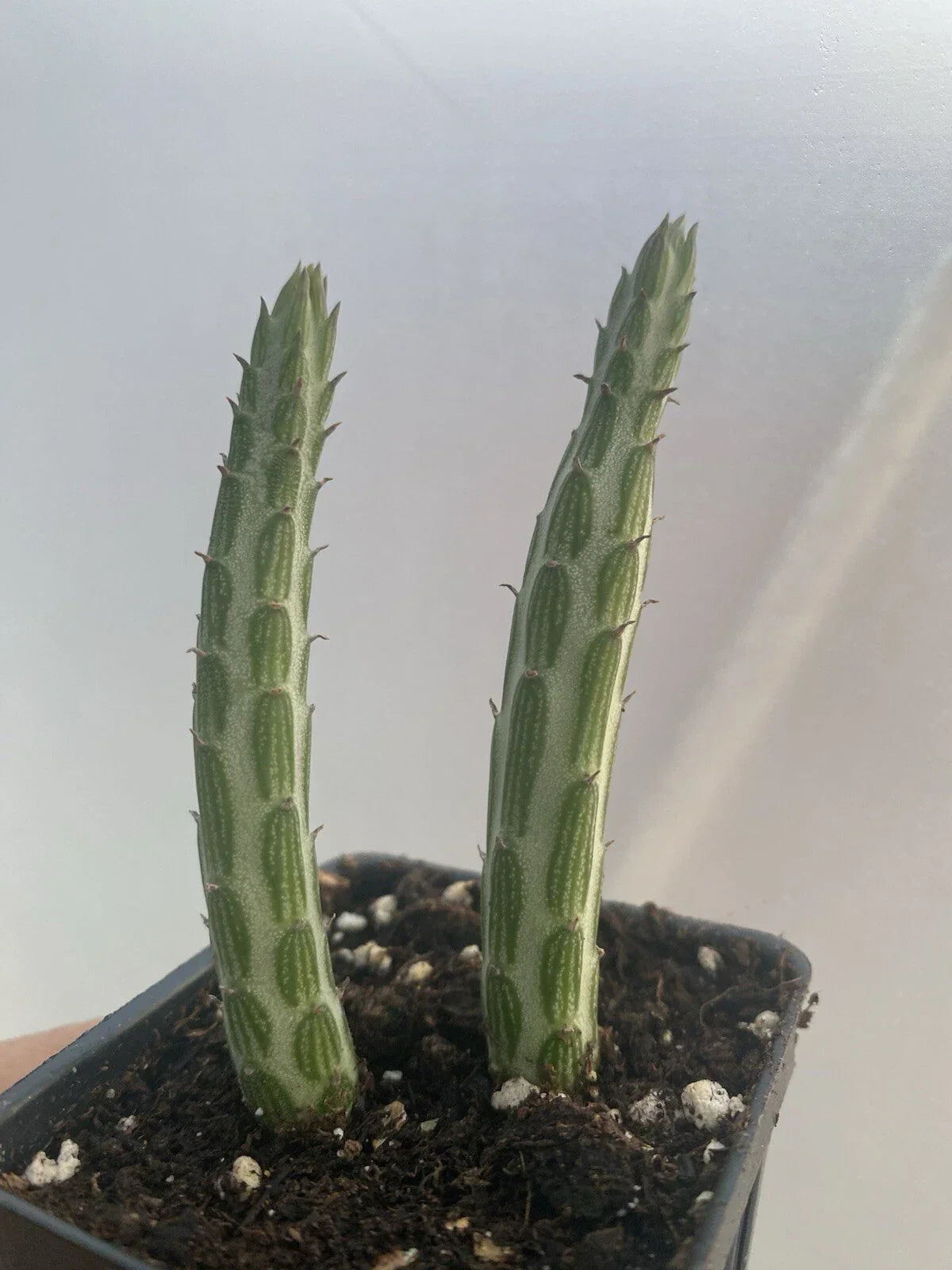 Kleiniia Senecio Stepiliformis Succulent Pickle Plant Cuttings – 2 Rooted 3-4” Tall in 2” Pots