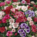 Godetia Clarkia Seeds - 50 Pack, Colorful Annual Wildflower Seeds, Clarkia amoena, Easy to Grow Garden Seeds