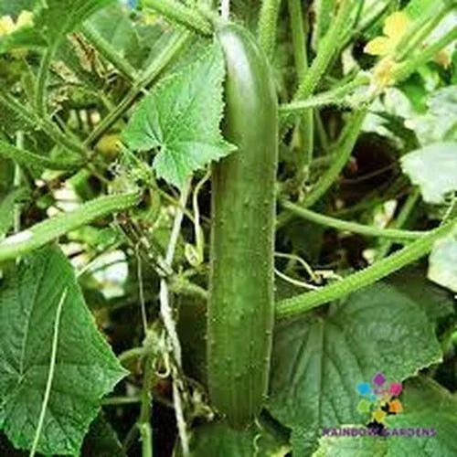 Cucumber Seeds - Green Finger Variety - Cucumis sativus - 25+ Pack for Organic Gardening, Home Garden, Salad & Pickling