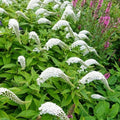 Gooseneck Loosestrife Perennial Plants – 12 Live Well-Rooted Lysimachia clethroides for Borders & Gardens