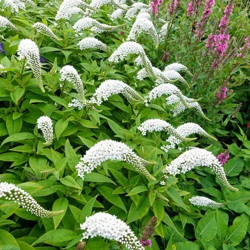 Gooseneck Loosestrife Perennial Plants – 12 Live Well-Rooted Lysimachia clethroides for Borders & Gardens