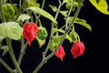 Carolina Reaper Pepper Seeds - Capsicum chinense - World's Hottest Pepper for Growing, Hot Chili Seeds, Spicy Planting Seeds