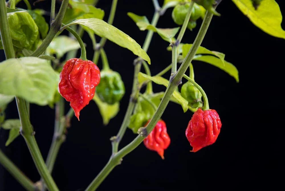 Carolina Reaper Pepper Seeds - Capsicum chinense - World's Hottest Pepper for Growing, Hot Chili Seeds, Spicy Planting Seeds