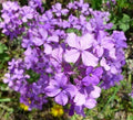 75 Lunaria annua Seeds - Silver Dollar Plant Flower Seeds for Gardens & Containers - Easy to Grow Perennial