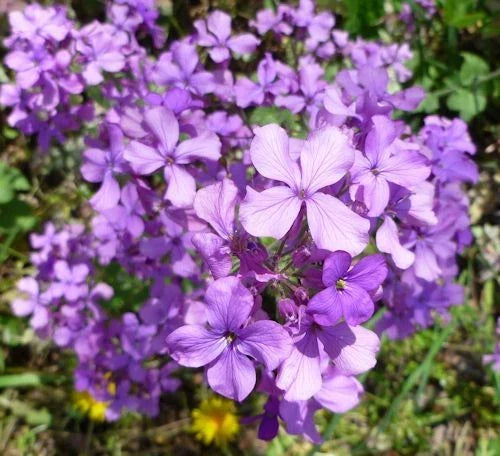 75 Lunaria annua Seeds - Silver Dollar Plant Flower Seeds for Gardens & Containers - Easy to Grow Perennial