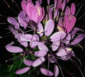 Purple Queen Spider Plant Seeds - Clome Spinosa Perennial Flower & Bee Friendly - 100 Pack for Garden Beds & Containers