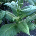 Burley Tobacco Seeds 1000+ Nicotiana Tabacum Heirloom, Flavorful Annual Plant for Home Cultivation