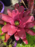Neoregelia 'Petra' Bromeliad Plant - Colorful Indoor Tropical Houseplant in Potted Format