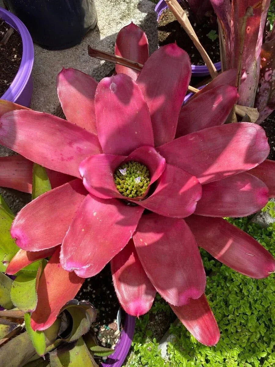 Neoregelia 'Petra' Bromeliad Plant - Colorful Indoor Tropical Houseplant in Potted Format