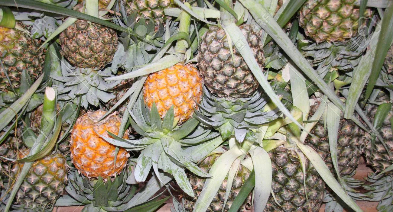 Cayena Lisa Pineapple Seeds - Ananas comosus, 15+ Non-GMO Garden Seeds for Home Gardening & Container Planting