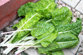 Swiss Chard Seeds - Fordhook Variety - 105 Seeds for Fresh Salad Greens - Beta vulgaris subsp. vulgaris