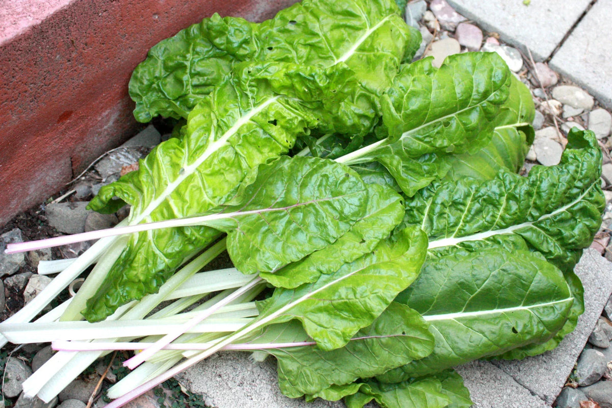 Swiss Chard Seeds - Fordhook Variety - 105 Seeds for Fresh Salad Greens - Beta vulgaris subsp. vulgaris