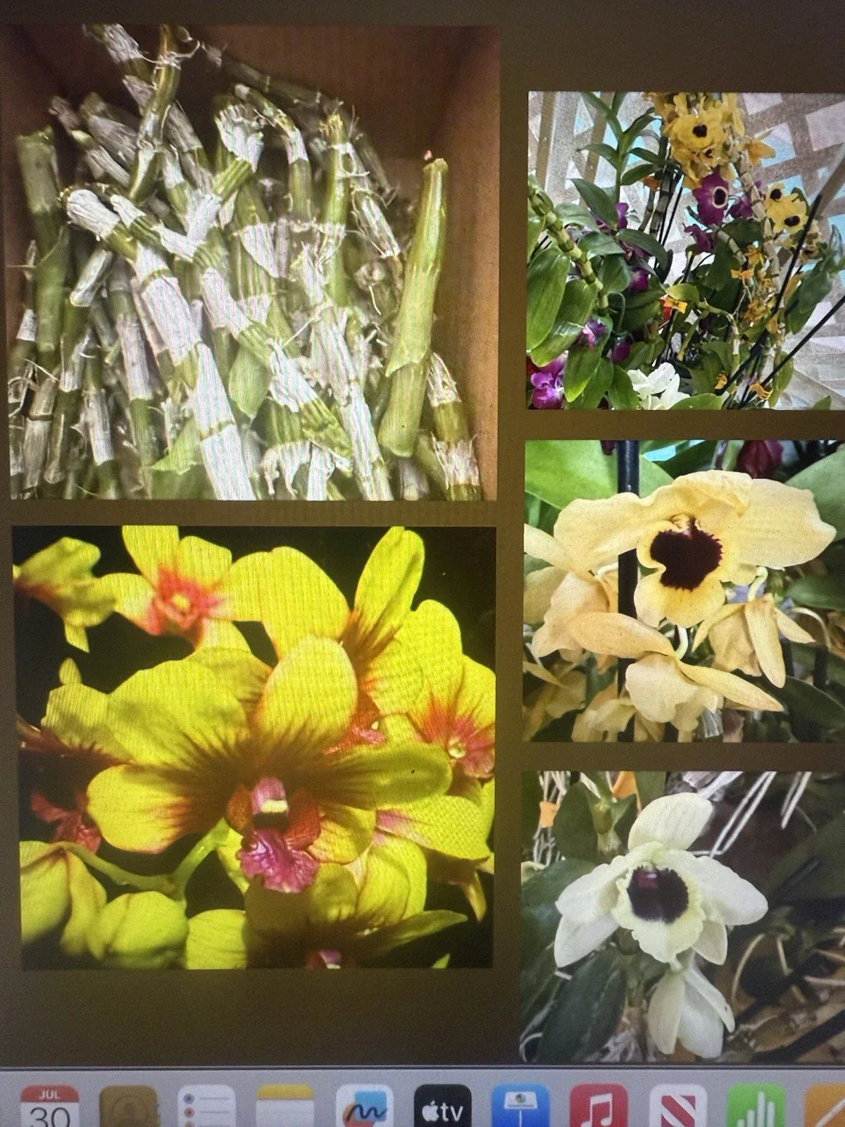 Dendrobium Orchid Plant Stems for Propagation - 100 No Roots