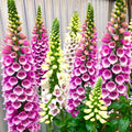 Foxglove Seeds - Mixed Colors, Digitalis purpurea, Perennial, 100 Seeds for Borders, Cottage Gardens & Pollinator Attraction