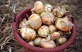 Organic Early Texas Grano Onion Seeds - Short Day Allium cepa for Spring & Fall Vegetable Gardens