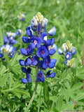 Texas Bluebonnet Seeds - 25+ Pack, Lupinus texensis, Wildflower, Garden Planting, Easy to Grow, Pollinator Attractant, USA