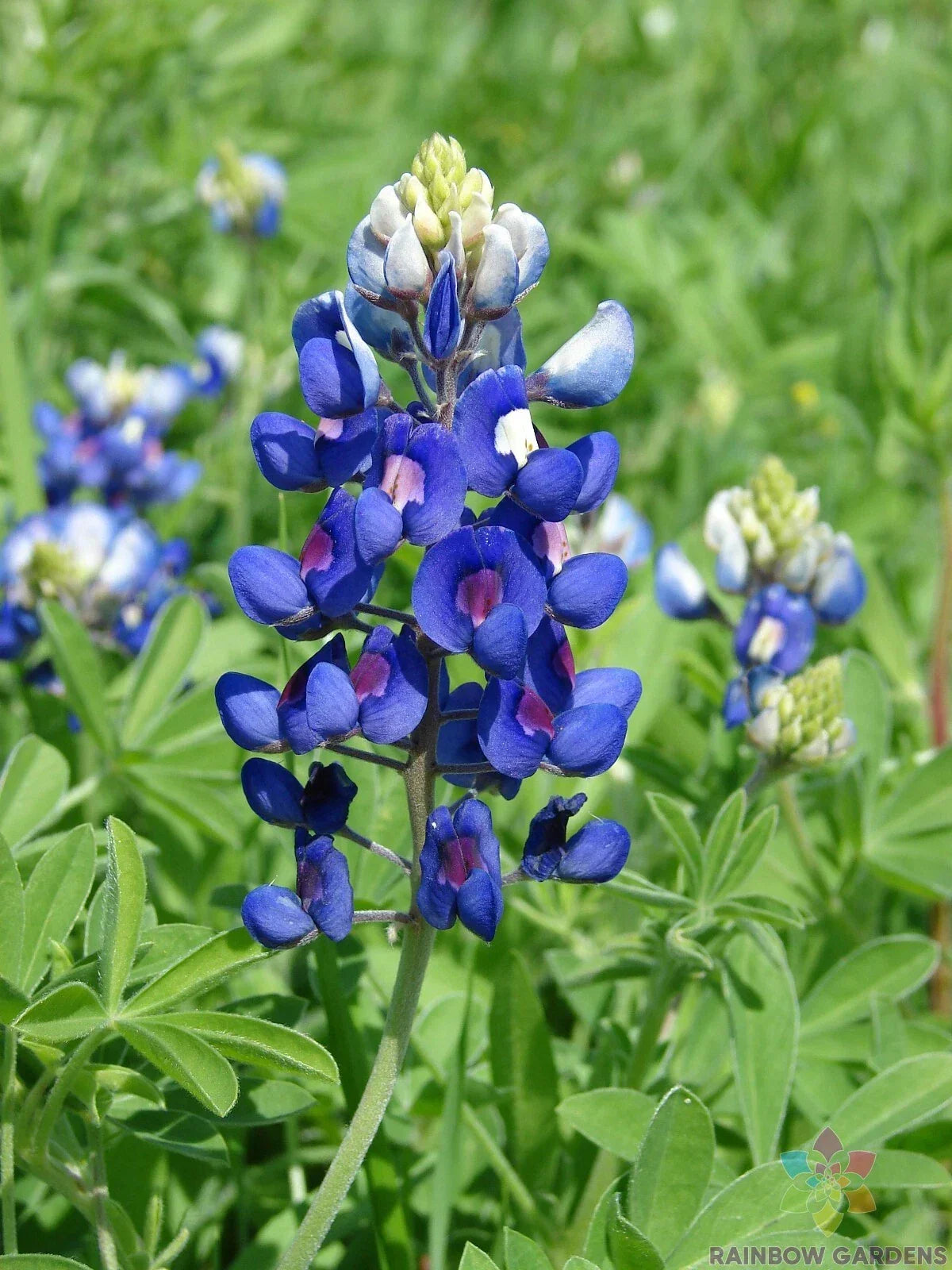 Texas Bluebonnet Seeds - 25+ Pack, Lupinus texensis, Wildflower, Garden Planting, Easy to Grow, Pollinator Attractant, USA