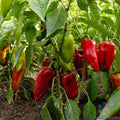 Carmen Hot Pepper Seeds – 25+ Non-GMO Capsicum annuum for Garden Planting, Full Sun, USA Grown