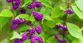 Purple American Beauty Berry Seeds - 50 Count - Callicarpa americana - Deciduous Shrub for Gardens & Landscaping