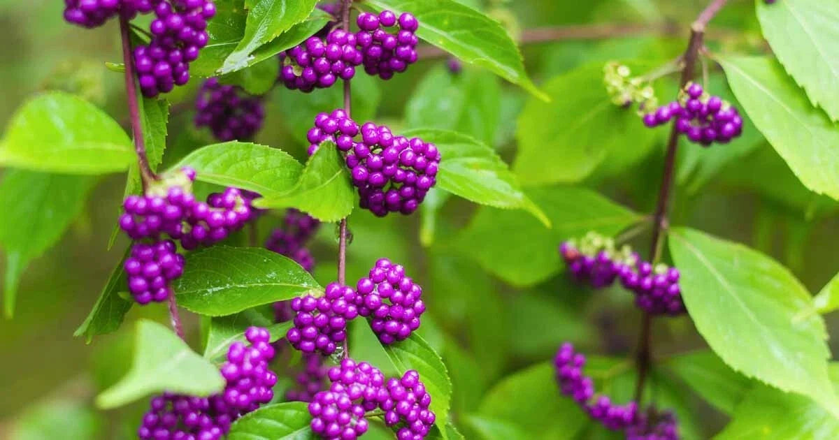 Purple American Beauty Berry Seeds - 50 Count - Callicarpa americana - Deciduous Shrub for Gardens & Landscaping