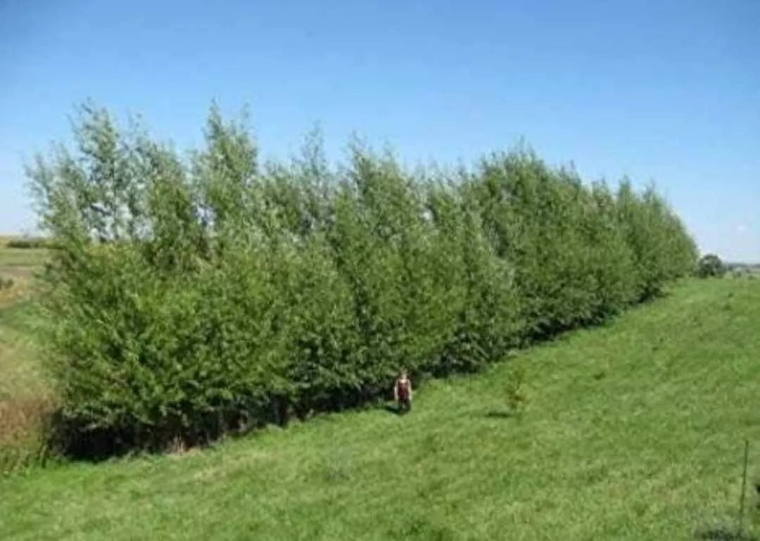 Austree Hybrid Willow Tree Cuttings - 10 Pack for Privacy Hedge, Screening, Landscaping - Salix x sepulcralis