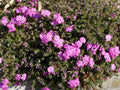 Red Admiral Phlox Seeds - 100+ Count, Vibrant Red Flowers, Phlox paniculata, Garden Planting, Butterfly & Hummingbird Attractant