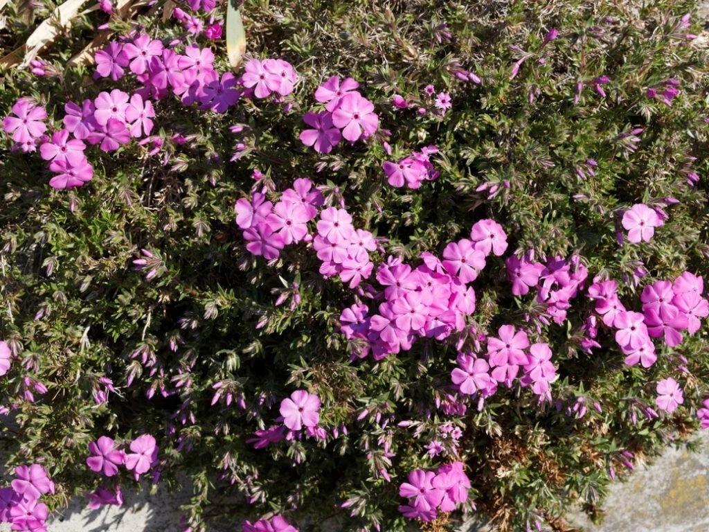 Red Admiral Phlox Seeds - 100+ Count, Vibrant Red Flowers, Phlox paniculata, Garden Planting, Butterfly & Hummingbird Attractant