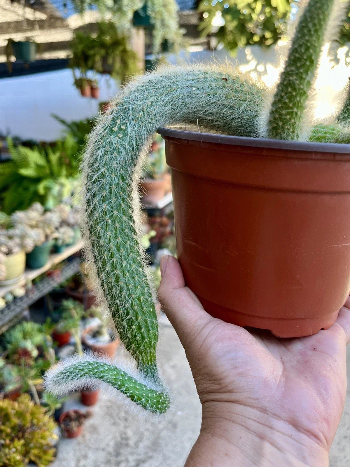 Monkey Tail Cactus Cuttings - 3 Bare Root Cleistocactus colademononis Trailing Cactus Variety