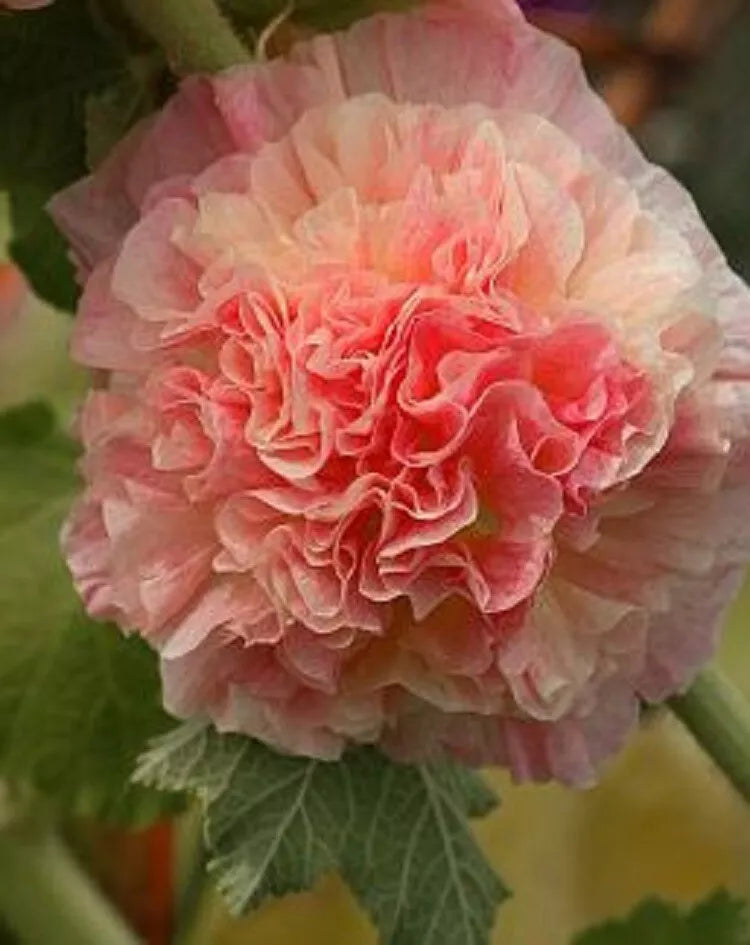 Double Orange Hollyhock Seeds, Perennial Alcea rosea, 25 Seeds, Bright Double Flowers for Borders & Cottage Gardens