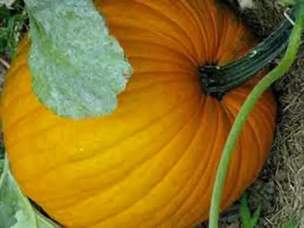 Pumpkin Seeds - 100 Count - Connecticut Field Heirloom - Non-GMO Cucurbita pepo for Gardening & Culinary Use